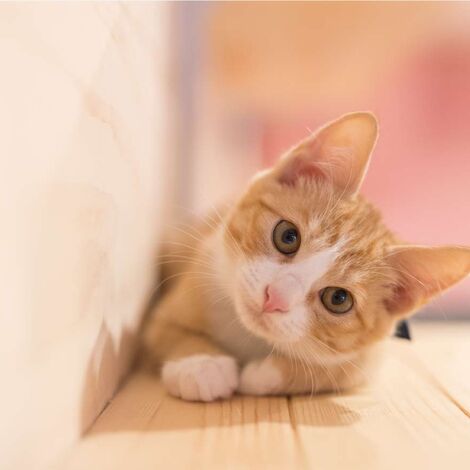 猫01