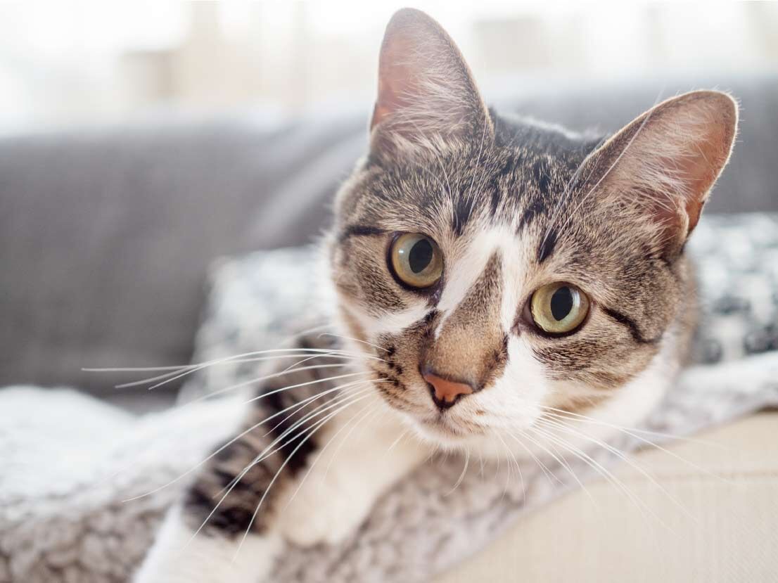 猫02