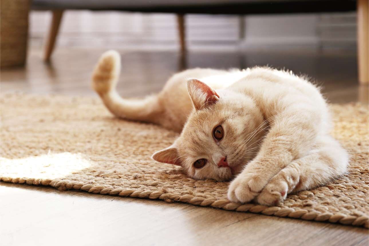猫03
