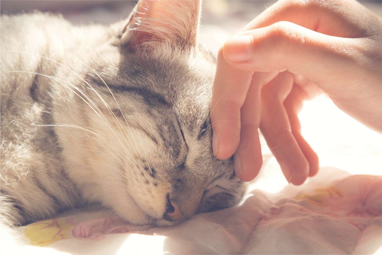 猫04