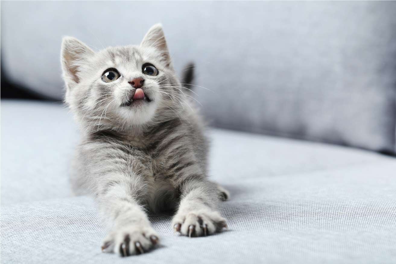 猫05