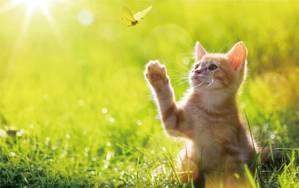 猫06