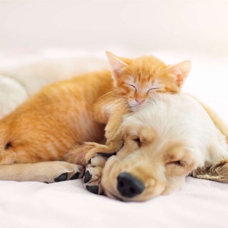 猫犬01