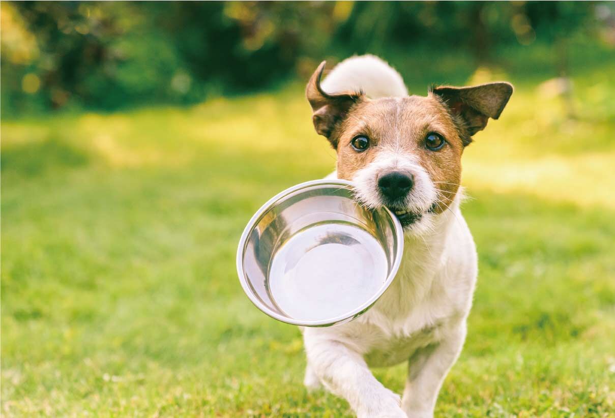 犬