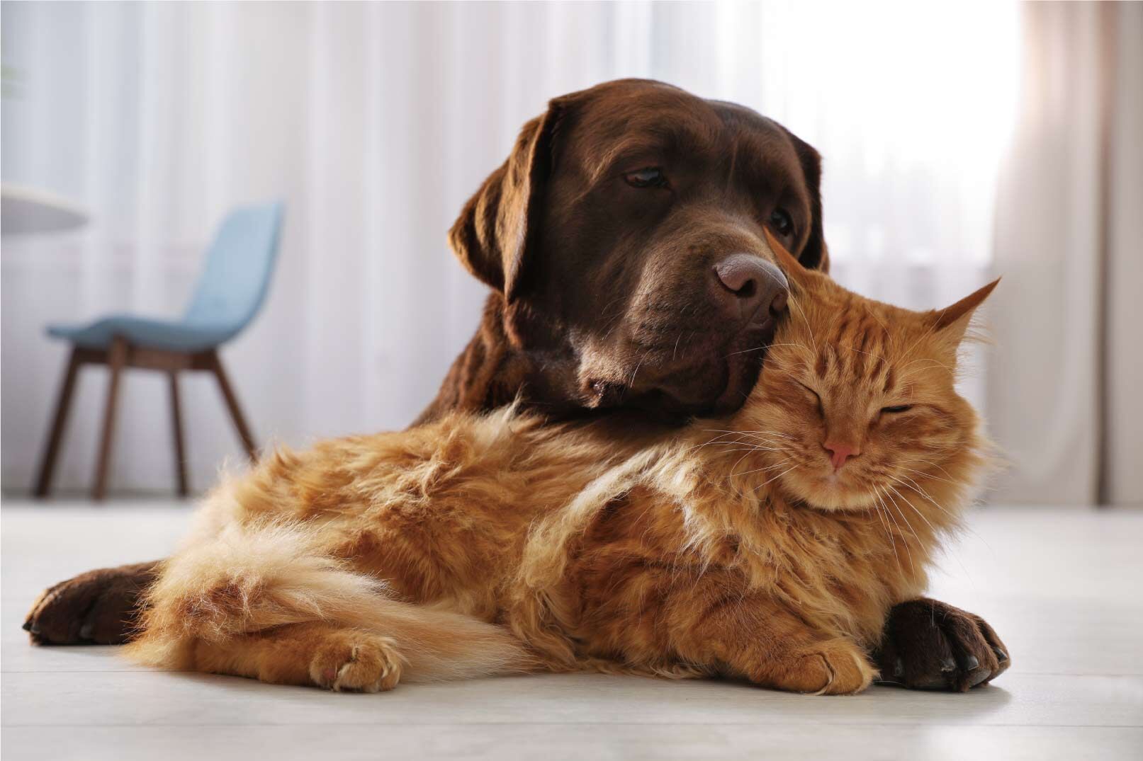 犬猫04
