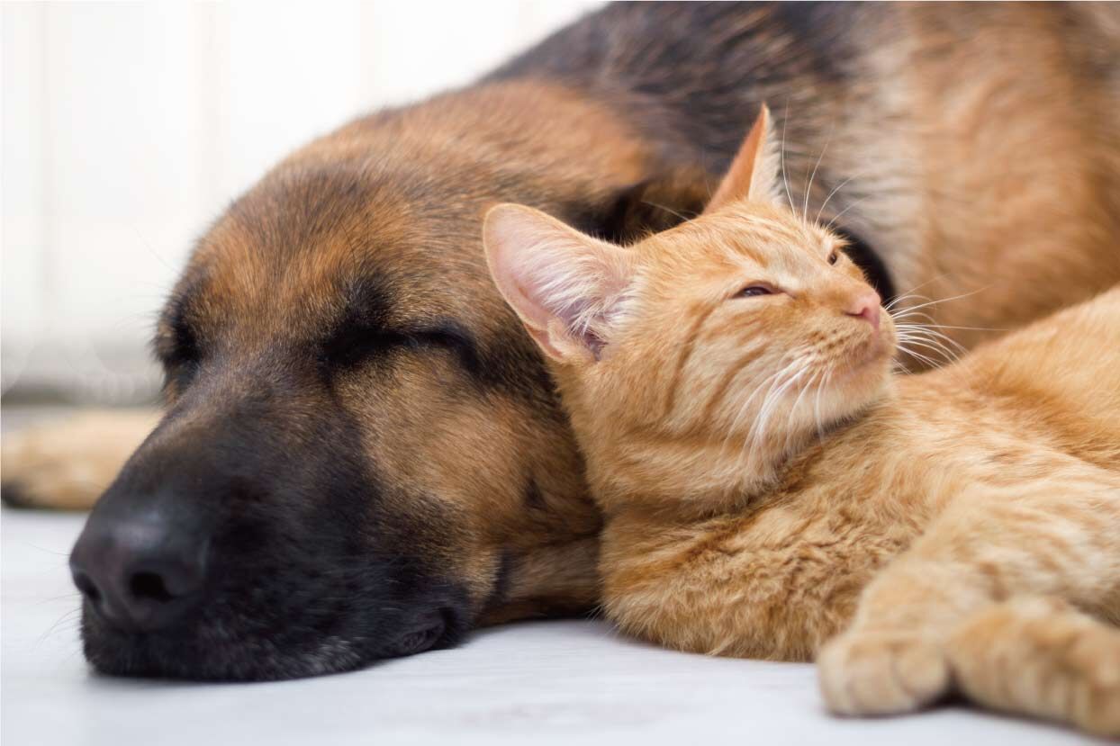 犬猫05