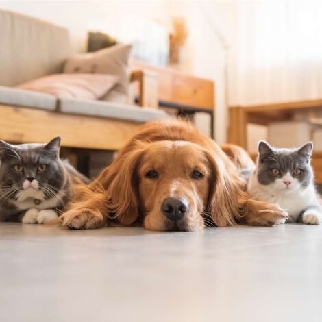 犬猫01