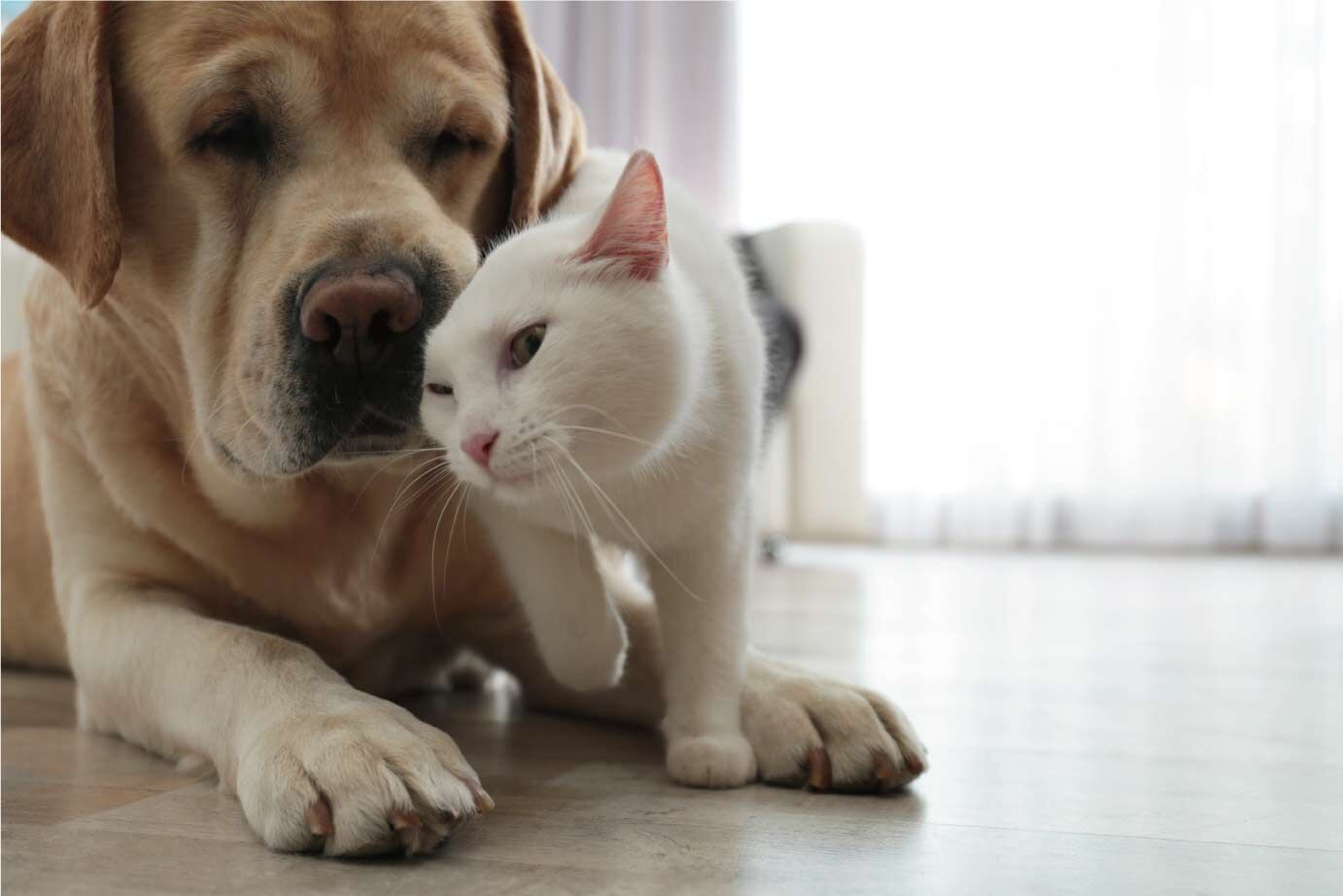 犬猫02