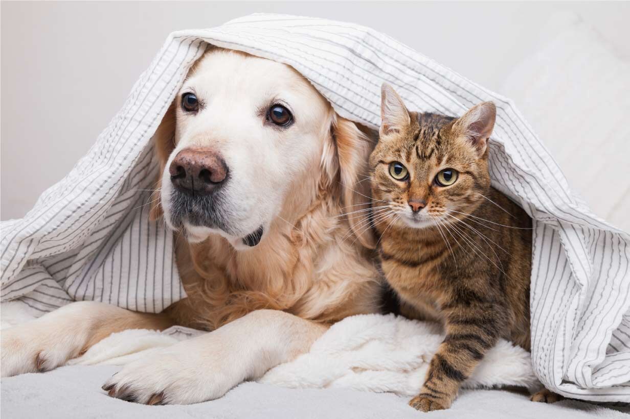 犬猫04