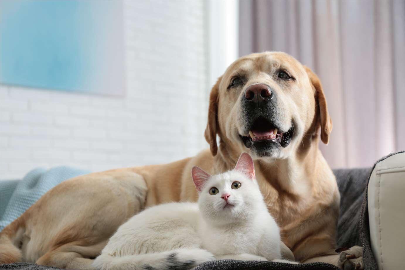 犬猫05
