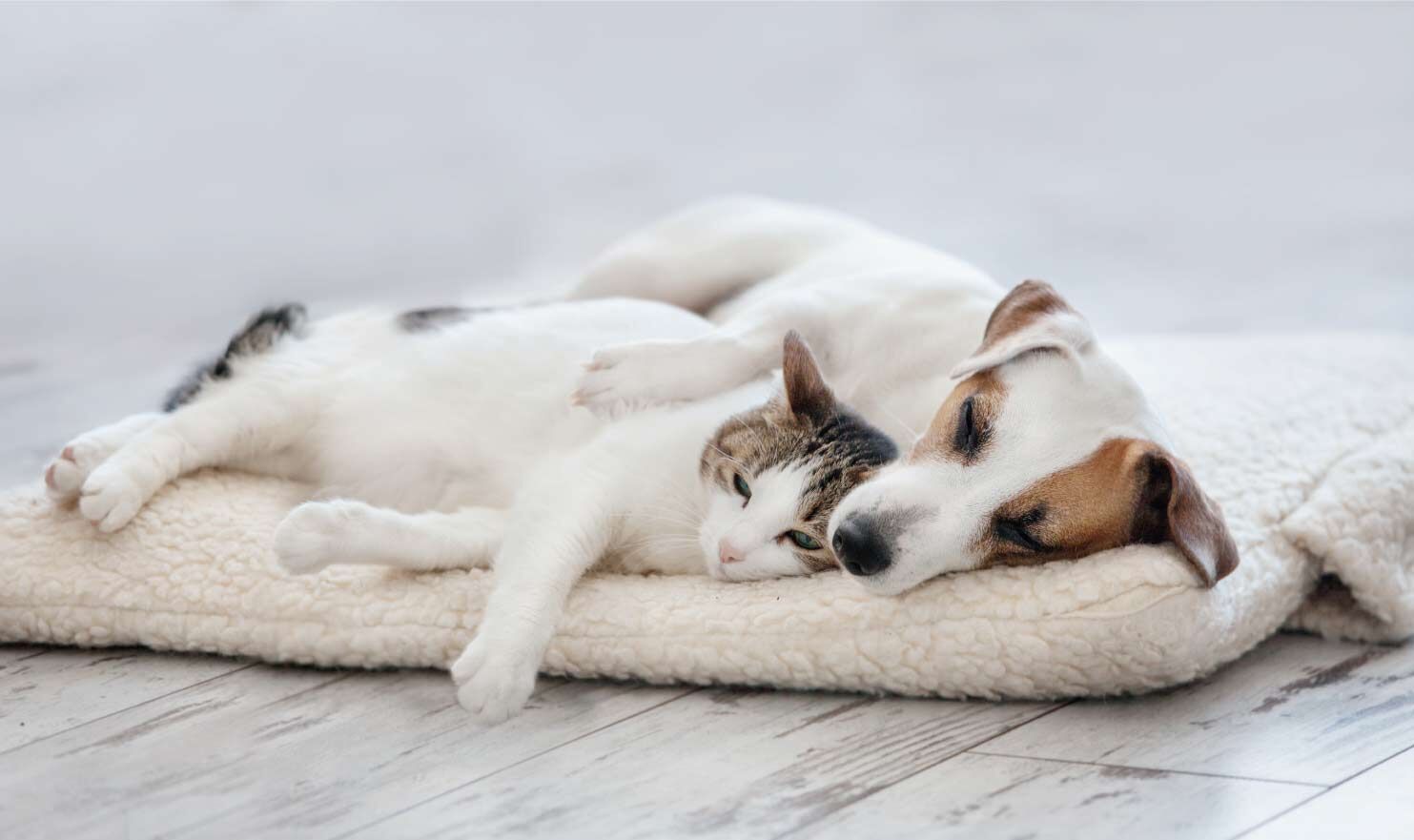 犬猫06