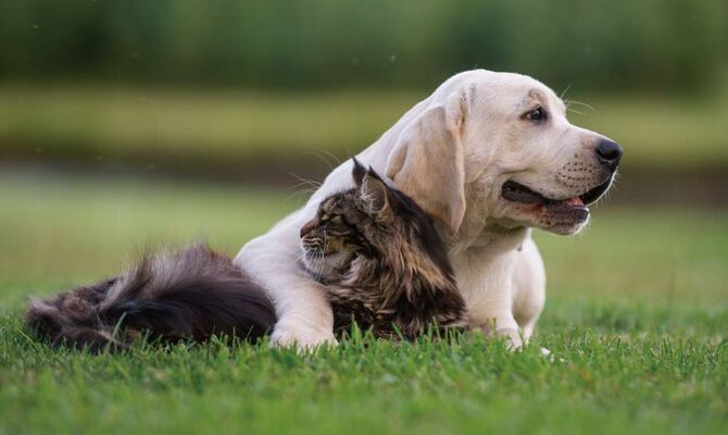 犬猫01