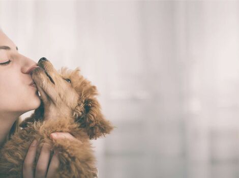 犬03