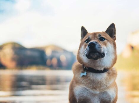 犬04
