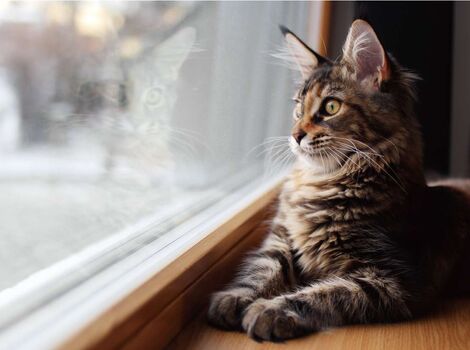 猫01
