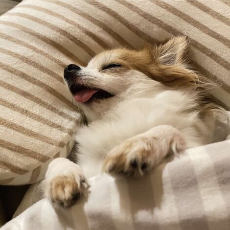 犬01