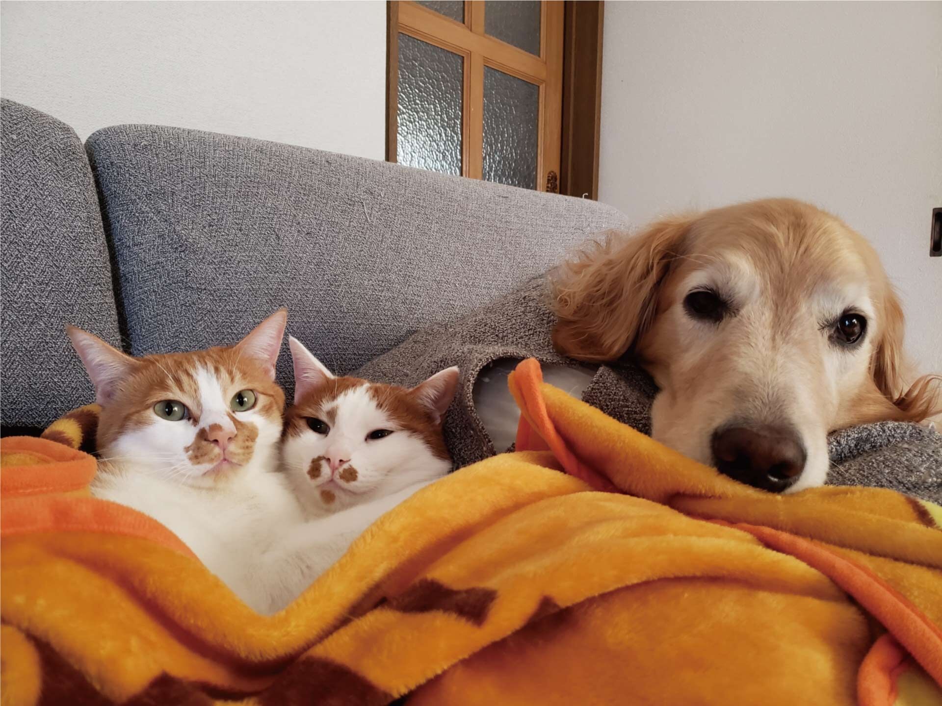 犬と猫
