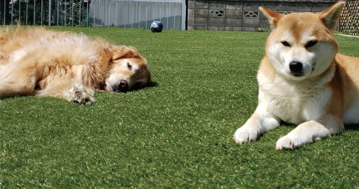 犬