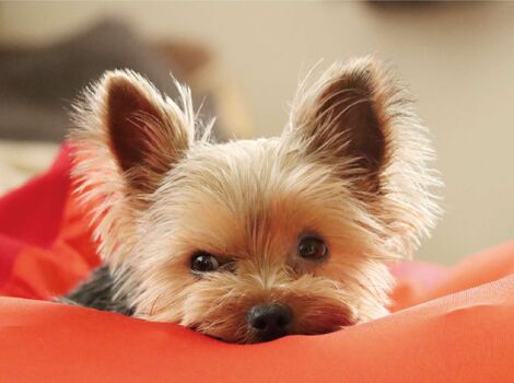 犬01