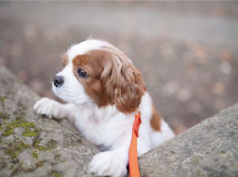 犬03