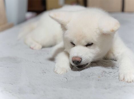 犬04
